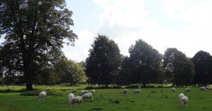Field of sheep