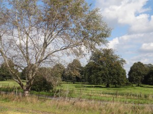 This the scene behind me as I wait for the bus returning to Tadcaster