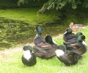 Ducks and pond