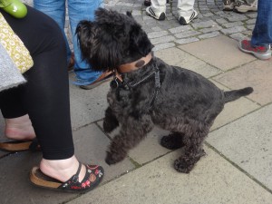 Dog on the tour. He was very agile on the narrow, worn spiral stairs.