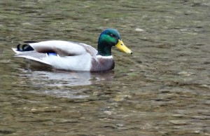 A local on the Dove River at the base of the hill. i particularly liked the iridescence of the feathers on the head