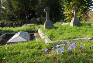 Higgledy piggledy graves with some lovely blue flowers 