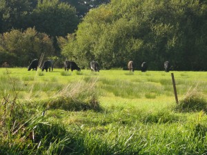 Cattle across the canal