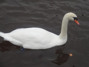 Lone swan. Supposedly the Queen owns all the UK swans which I head on a TV show long ago and found in this article. http://mentalfloss.com/article/22425/queen-owns-swans-and-other-swan-stories 