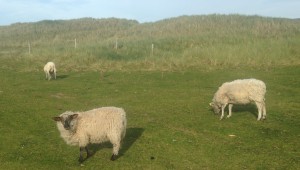 Not much happening; just me and the sheep