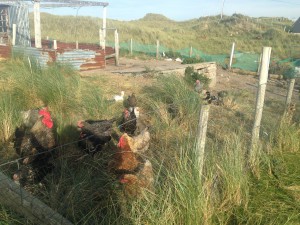 Some fowl yard critters I met near 2 lonely looking houses