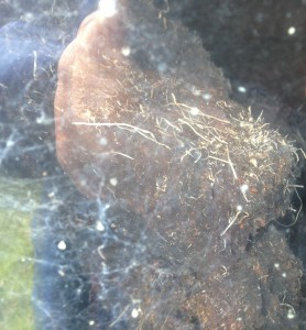 Turf in Cecilia;s old house