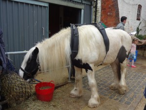 Fergus the horse having a feed after working