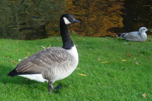 Think its a goose