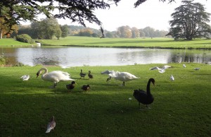 Lake and more birds.  Black swans from Australia were introduced by the last independent owner