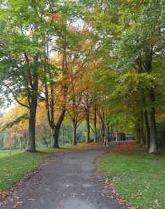 Tree lined path
